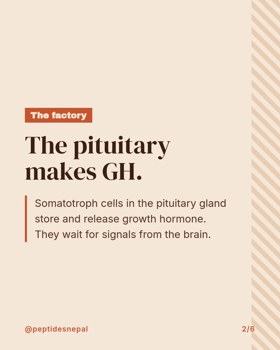 Slide 2 of 6: Two accelerators, one brake — how growth hormone release is controlled