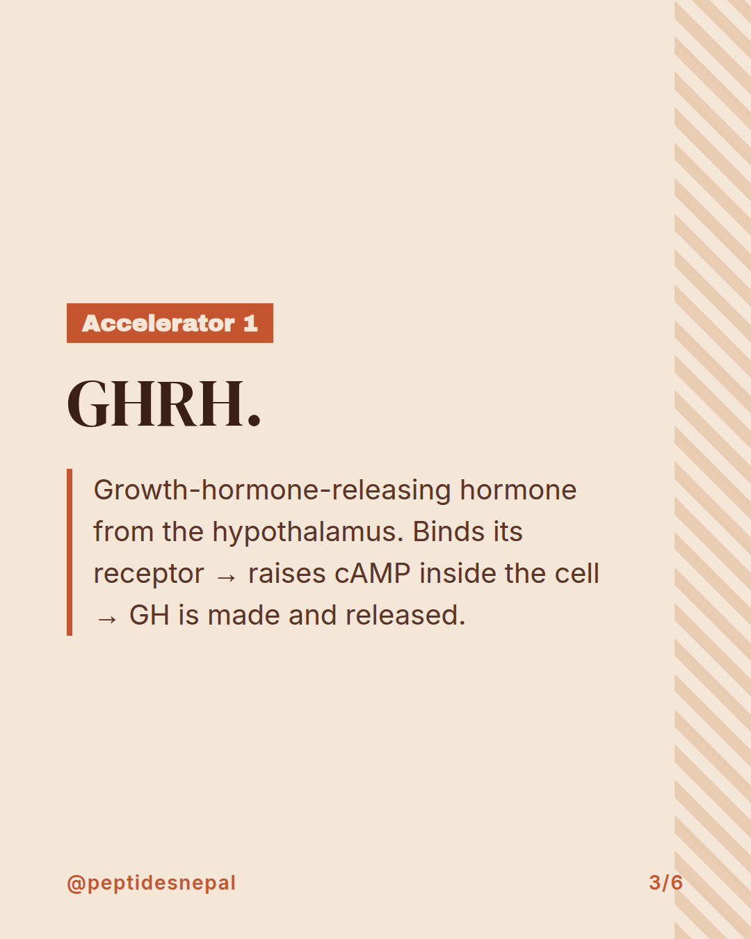 Slide 3 of 6: Two accelerators, one brake — how growth hormone release is controlled