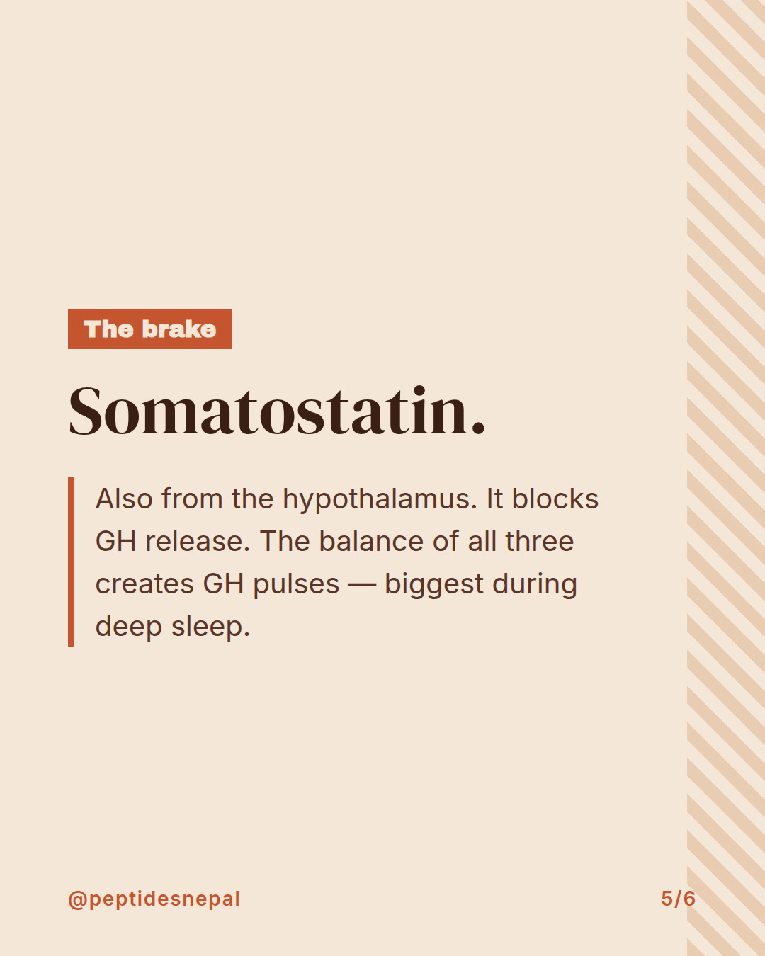 Slide 5 of 6: Two accelerators, one brake — how growth hormone release is controlled