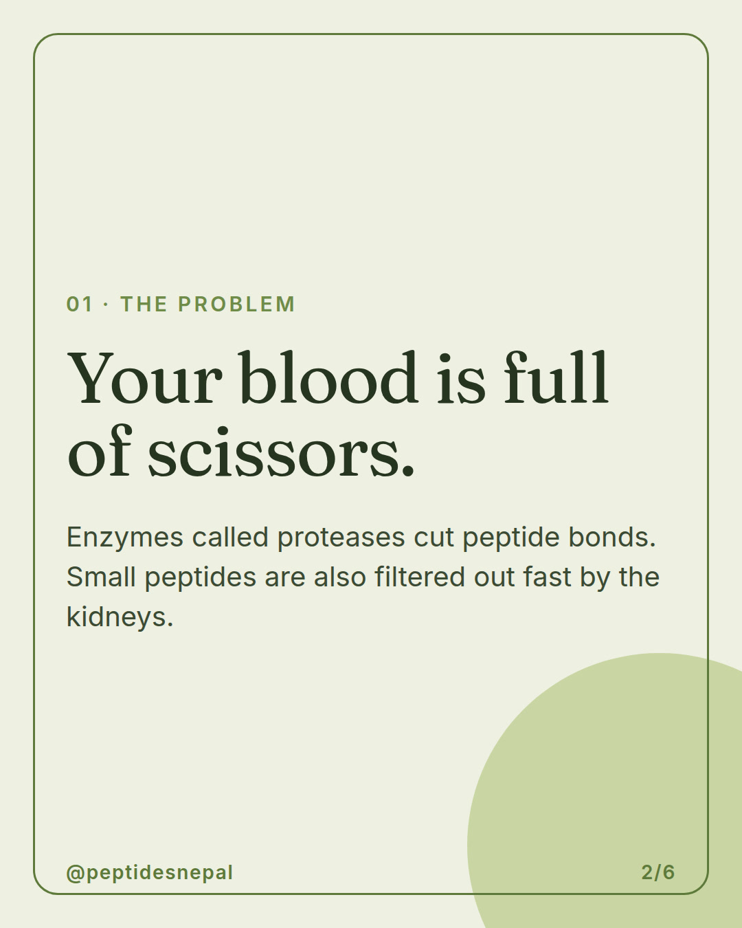 Slide 2 of 6: Why do natural peptides vanish in minutes?