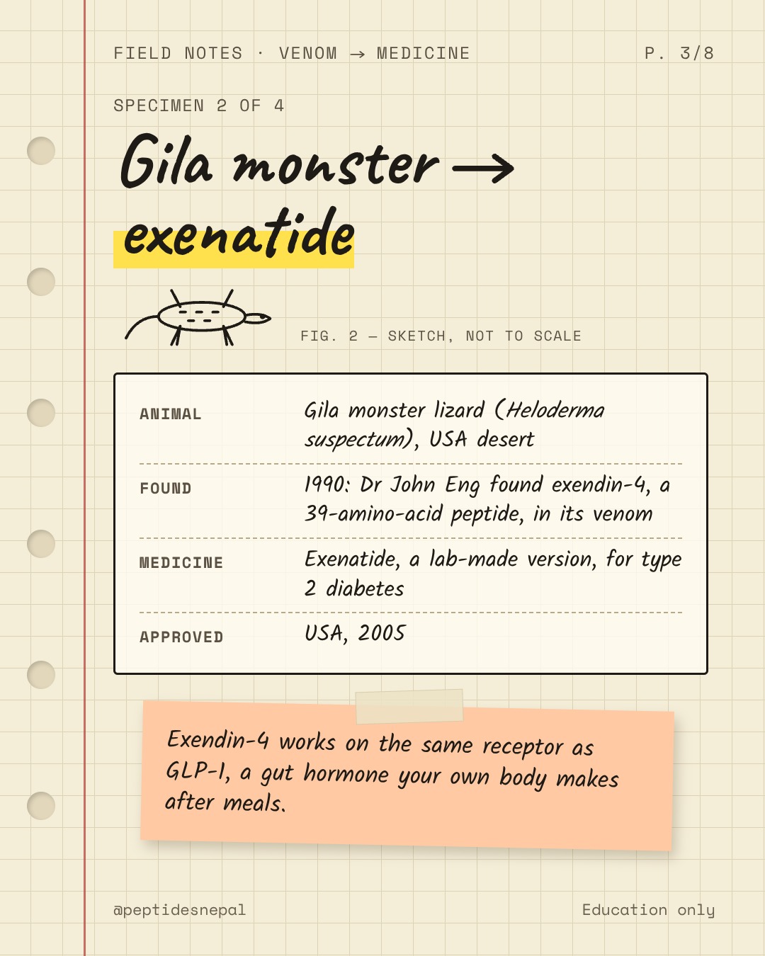 Gila monster to exenatide. Animal: Gila monster lizard (Heloderma suspectum). Found: 1990, Dr John Eng found exendin-4, a 39-amino-acid peptide, in its venom. Medicine: exenatide, a lab-made version, for type 2 diabetes. Approved: USA, 2005. Exendin-4 works on the same receptor as GLP-1, a gut hormone the body makes after meals.