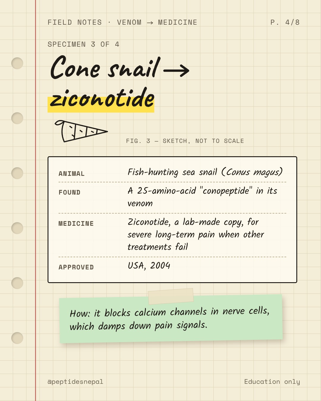Cone snail to ziconotide. Animal: fish-hunting sea snail (Conus magus). Found: a 25-amino-acid conopeptide in its venom. Medicine: ziconotide, a lab-made copy, for severe long-term pain when other treatments fail. Approved: USA, 2004. It blocks calcium channels in nerve cells, which damps down pain signals.