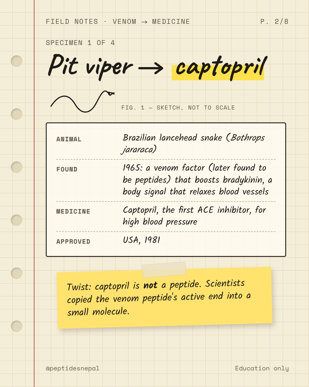 Pit viper to captopril. Animal: Brazilian lancehead snake (Bothrops jararaca). Found: 1965, a venom factor (later found to be peptides) that boosts bradykinin, a body signal that relaxes blood vessels. Medicine: captopril, the first ACE inhibitor, for high blood pressure. Approved: USA, 1981. Twist: captopril is not a peptide; scientists copied the venom peptide's active end into a small molecule.