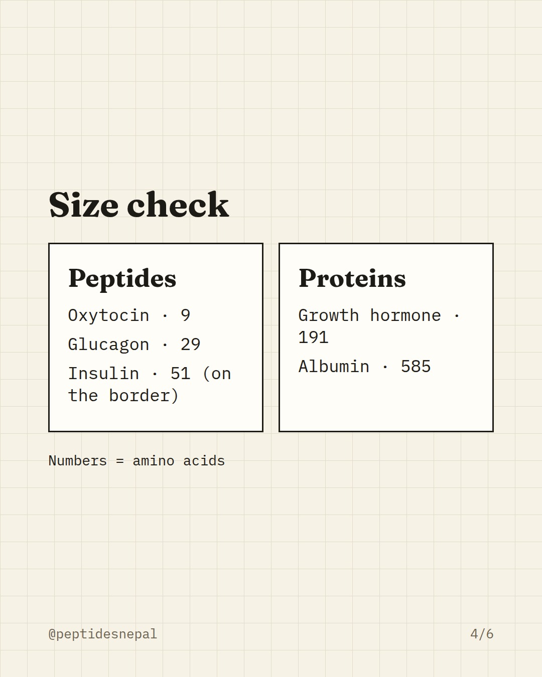 Size check. Peptides: Oxytocin · 9, Glucagon · 29, Insulin · 51 (on the border). Proteins: Growth hormone · 191, Albumin · 585. Numbers are amino acids.