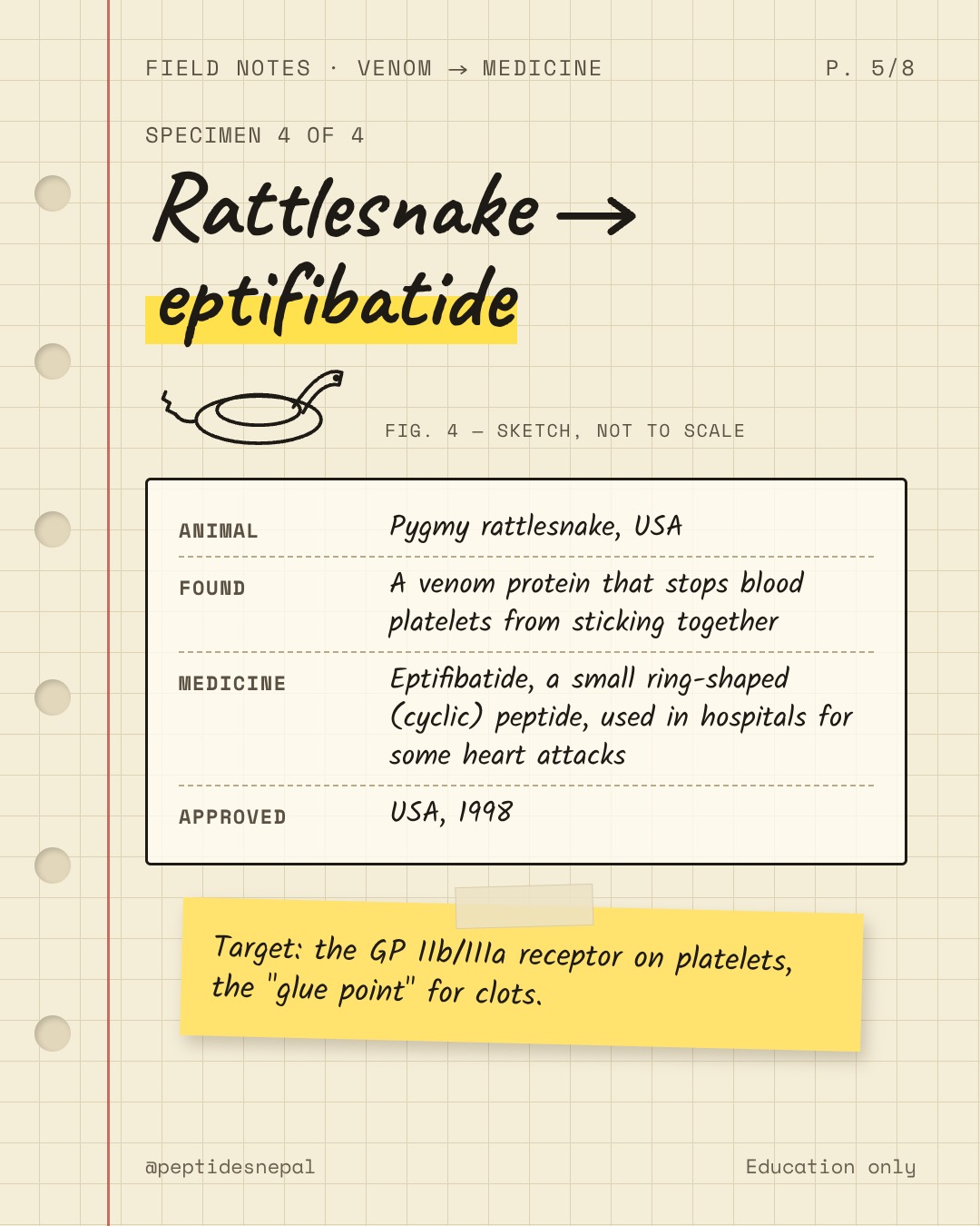 Rattlesnake to eptifibatide. Animal: pygmy rattlesnake, USA. Found: a venom protein that stops blood platelets from sticking together. Medicine: eptifibatide, a small ring-shaped (cyclic) peptide used in hospitals for some heart attacks. Approved: USA, 1998. Target: the GP IIb/IIIa receptor on platelets.