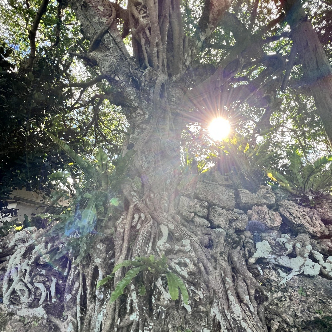 ROOTED IN NATURE — ÉDITON original editorial image